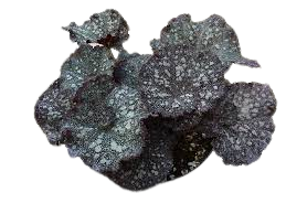 Purple Curly Sturdust (срез листа)