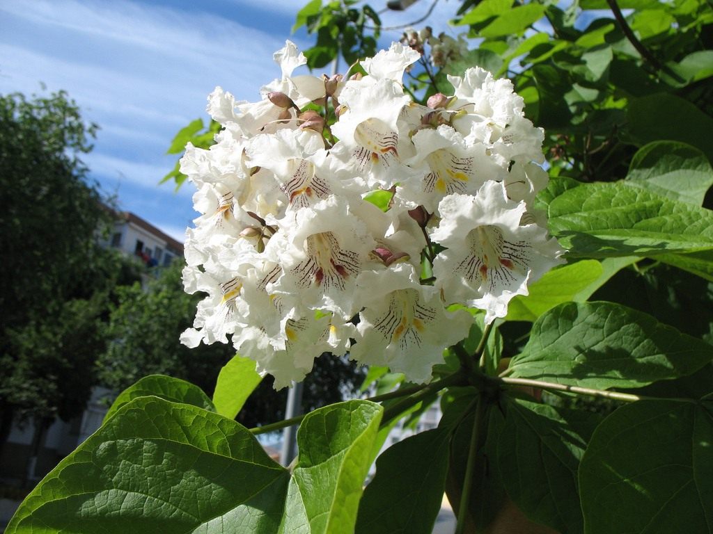 Катальпа (саженцы 20-25 см)