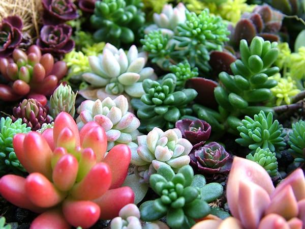 Комнатные растения и Суккуленты