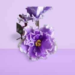 Lilac Fanfare (срез листа)