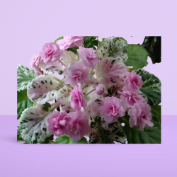 Rose Bouquet (срез листа)
